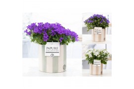 Campanula mix pure eline