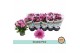 Chrysanthemum ind. mount aubisque Double Pink 