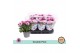 Chrysanthemum ind. mount aubisque Double Pink 