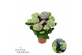 Hydrangea macr. early blue Blauw 5-6 Bloem