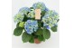 Hydrangea macr. early blue Blauw 5-6 Bloem 