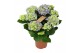 Hydrangea macr. early blue Blauw 5-6 Bloem 