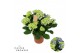 Hydrangea macr. early blue Blauw 7-8 Bloem 
