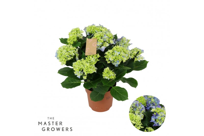 Hydrangea macr. early blue Blauw 7-8 Bloem 