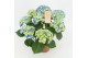 Hydrangea macr. early blue Blauw 7-8 Bloem 