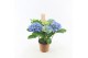 Hydrangea macr. early blue Blauw 7-8 Bloem 