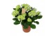 Hydrangea macr. early blue Blauw 7-8 Bloem 