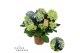 Hydrangea macr. early blue Blauw 9-10 Bloem 