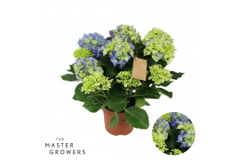 Hydrangea macr. early blue Blauw 9-10 Bloem