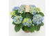 Hydrangea macr. early blue Blauw 9-10 Bloem 