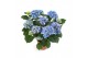 Hydrangea macr. early blue Blauw 9-10 Bloem 