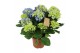 Hydrangea macr. early blue Blauw 9-10 Bloem 