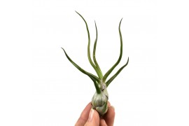 Tillandsia bulbosa 101598 x20