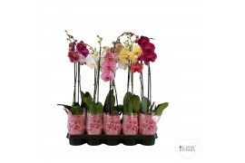 Phalaenopsis mix A2 - 1 tak - 55/60cm