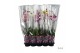 Phalaenopsis mix A2 - 1 tak - 55/60cm 