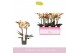 Phalaenopsis geel MyMonro Glamour 2 spike 13 bl. 2 tak/plnt 