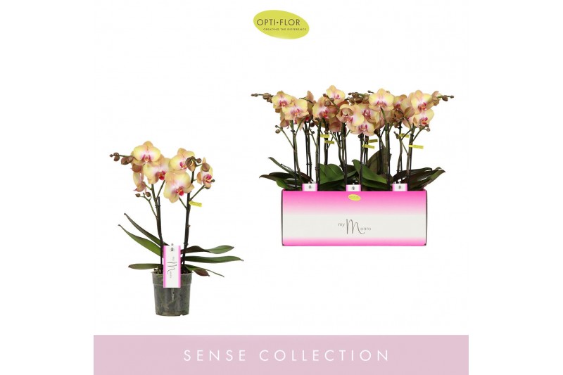 Phalaenopsis geel MyMonro Glamour 2 spike 13 bl. 2 tak/plnt 