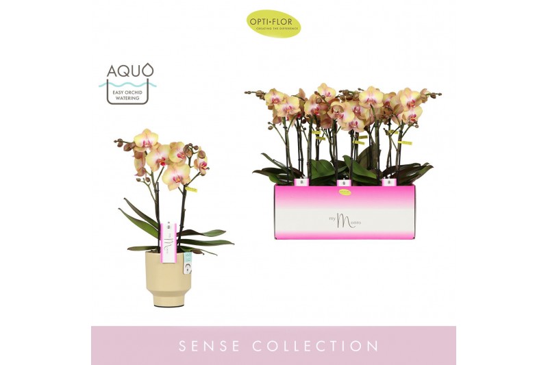 Phalaenopsis geel MyMonro Glamour 2 spike in Emilia Sand Aquo 13 bl. 2 
