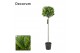 Laurus nobilis Bol op stam 45 cm diameter 