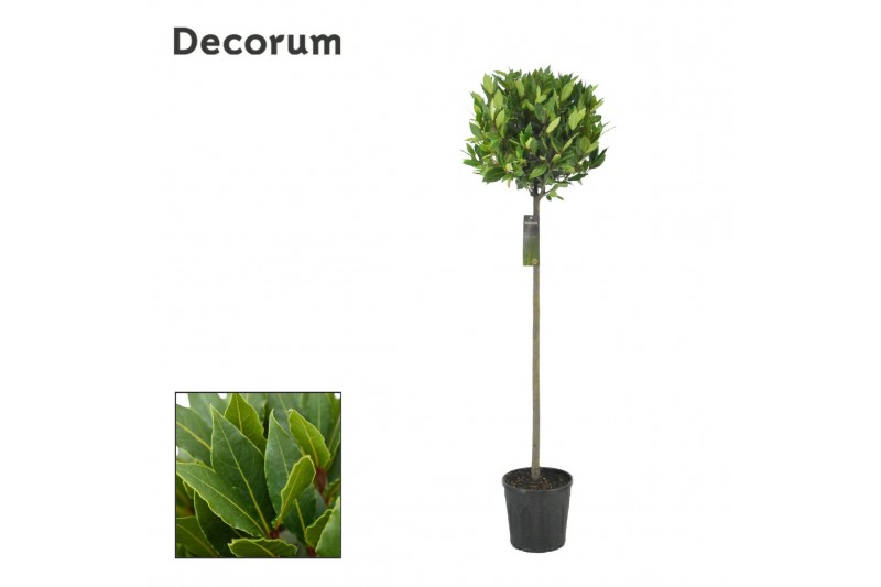 Laurus nobilis Bol op stam 45 cm diameter 