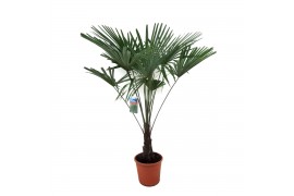 Trachycarpus fortunei 20 cm cm stam