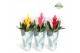 Vriesea mix Jungle krafthoes - Cupcake mix 