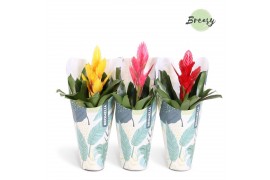 Vriesea mix Jungle krafthoes - Cupcake mix