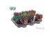 Haworthia Zebrina Make Upz Mix 