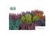 Haworthia Zebrina Make Upz Mix 