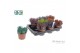 Haworthia Zebrina Make Upz Mix 