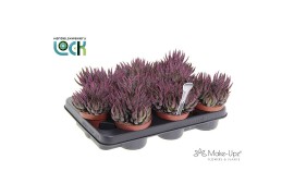 Haworthia Zebrina Make Upz Pink