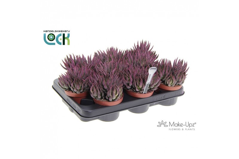Haworthia Zebrina Make Upz Pink 