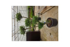 Olea europaea