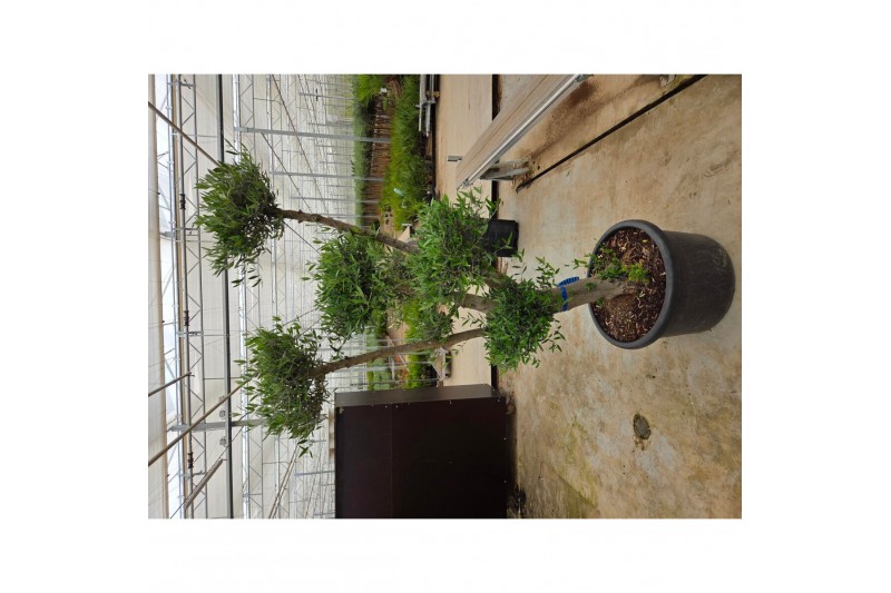 Olea europaea 