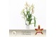 Aliceara anthura renaissance white Cambria, White Renaissance 4-spike  