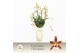 Aliceara anthura renaissance white Cambria, White Renaissance 4-spike  