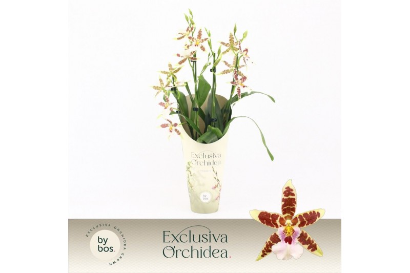 Aliceara anthura renaissance white Cambria, White Renaissance 4-spike Aliceara anthura renaissance white Cambria, White Renaissance 4-spike