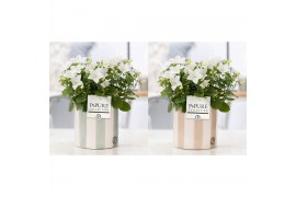 Campanula isoph. atlanta white pure eline