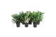 Aglaonema mix 