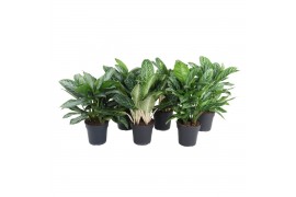 Aglaonema mix