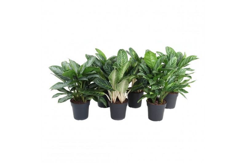 Aglaonema mix 