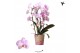 Phalaenopsis elegant cascade 2 tak niagara fall xanion kolibri orchids 