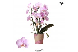 Phalaenopsis elegant cascade 2 tak niagara fall xanion kolibri orchids