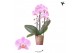 Phalaenopsis elegant cascade 2 tak niagara fall jillion kolibri orchid 