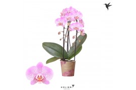 Phalaenopsis elegant cascade 2 tak niagara fall jillion kolibri orchid