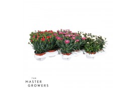 Dianthus caryophyllus Mix CC