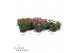 Dianthus caryophyllus mixlaag 