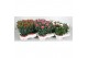 Dianthus caryophyllus mixlaag 