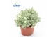 Crassula ovata variegata Rusby 