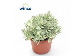 Crassula ovata variegata Rusby